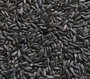 Girasole nero piccolo1 Kg