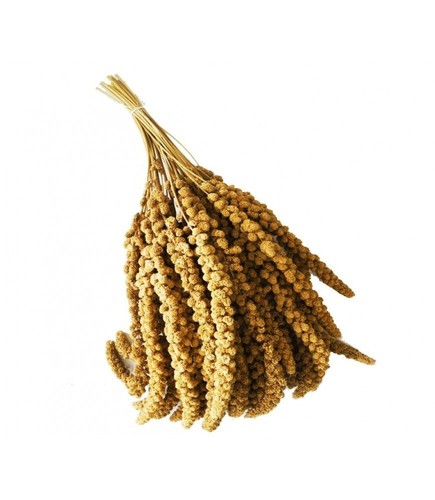 Spighe di panico